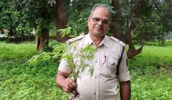 Kanker Crime News: खेत में उगा रखे थे गांजे के 850 से अधिक पौधे,  आरोपी को किया गिरफ्तार
