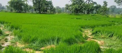 Elephants trample paddy crops in Raigarh