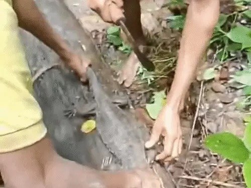Dantewada News: गोह का शिकार कर सोशल मीडिया पर डाली रील, वन विभाग ने 3 युवकों को किया गिरफ्तार