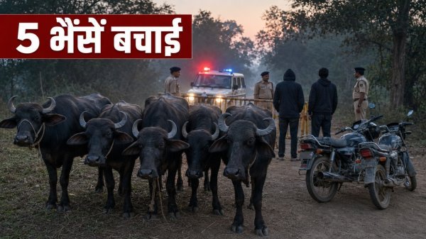 Mahasamund Animal Smuggling: कत्लखाने ले जाए जा रहे 5 मवेशी मुक्त, गौ-तस्करी कर रहे दो गिरफ्तार, एक फरार