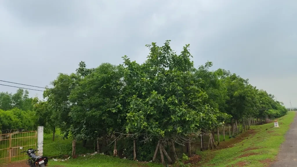 Shriram Smriti Upvan with over 700 trees in Arang, Chhattisgarh