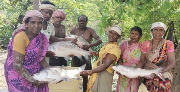 Jashpur fish farming: सरकारी तालाब से स्वरोजगार तक, जशपुर की महिला समूहों ने पेश की आत्मनिर्भरता की मिसाल