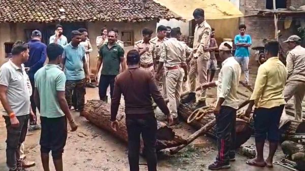 Timber Smuggling: दसपुर में USTR की बड़ी कार्रवाई, 3 घन मीटर लकड़ी बरामद, पुरानी जब्ती से जुड़े तार