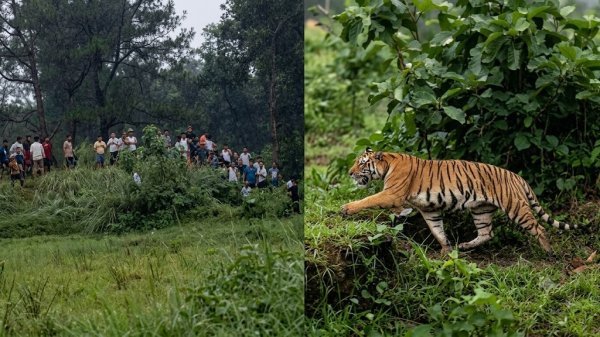 Balaghat Tiger Attack: 6 महीनों में 6 मौतों से दहला कान्हा बफर जोन, विधायक ने सीएम के सामने उठाई सुरक्षा की मांग