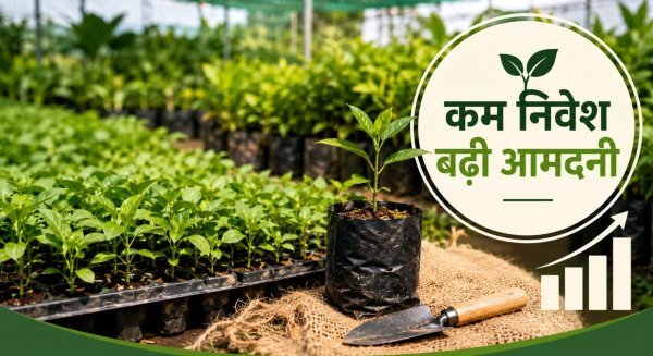 Nursery Startup: कम निवेश में शुरू करें नर्सरी, पौधें तैयार कर किसान बढ़ा सकते हैं आमदनी