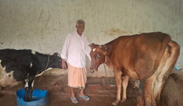 PM Kisan Samman Nidhi: सरकारी किस्तों को बनाया निवेश, किसान ने 10 गायों से बढ़ाई अपनी आमदनी
