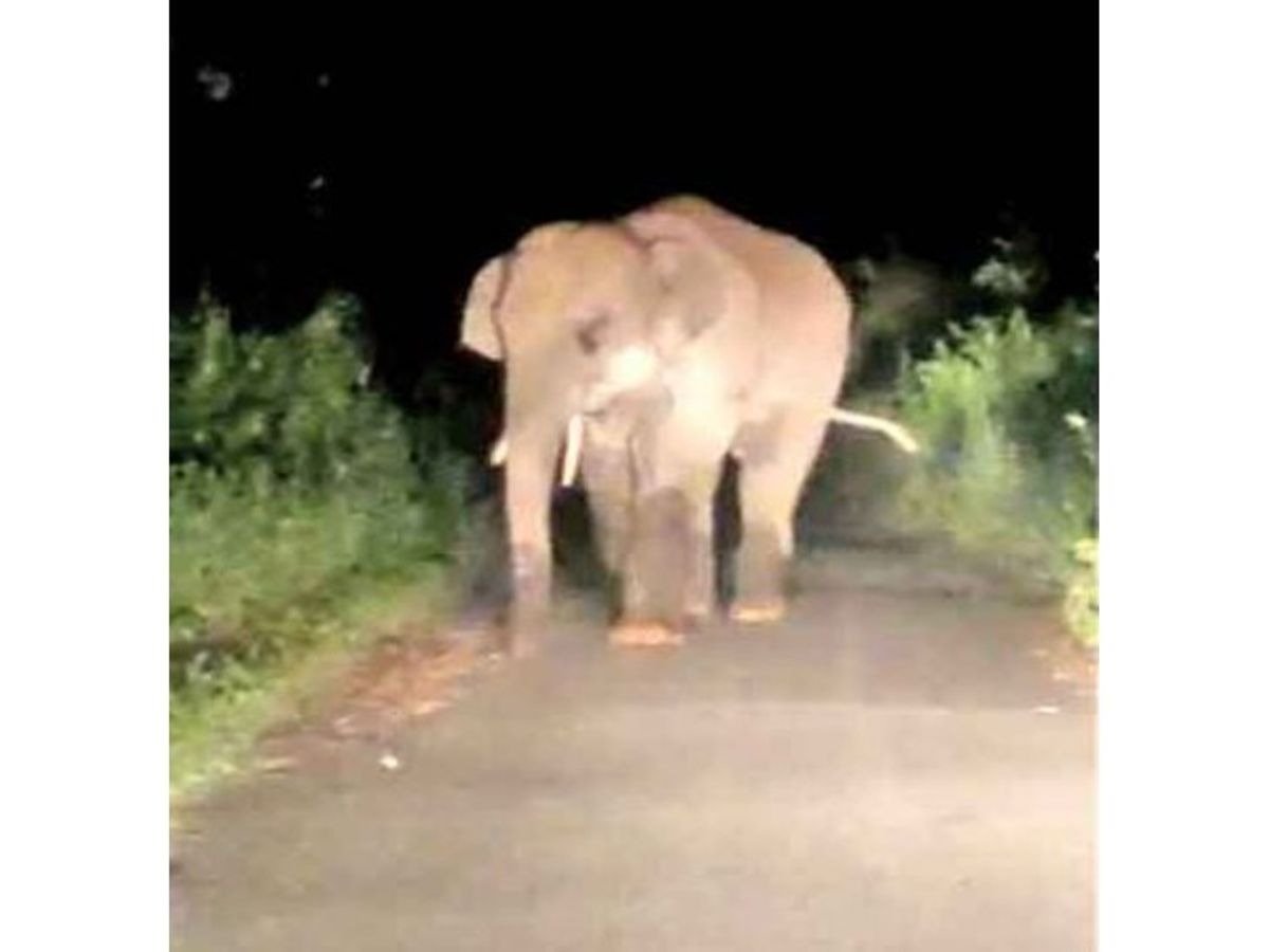 Tusker in Mahasamund(Image Source: Social Media)