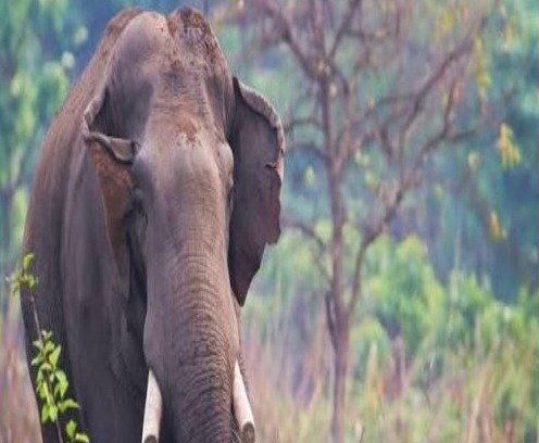 Elephant herd damages homes (Image Source: Keertiman Media)