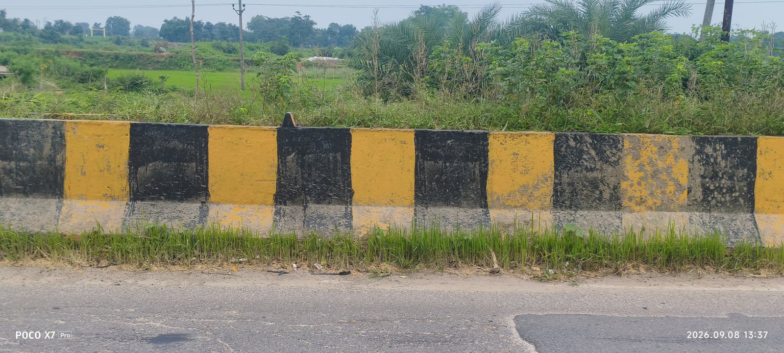 Bagbahara NH Road News: भूसा परिवहन की लापरवाही से एनएच किनारे उग रहे धान के पौधे