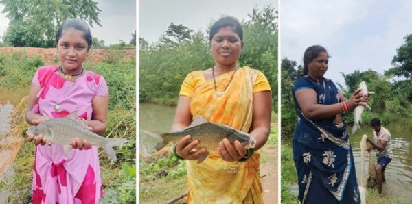 Fish Farming: धमतरी के कुकरेल में जल संरक्षण से रोजगार तक का सफर, 200 फार्म पॉन्ड बने ग्रामीण विकास का आधार