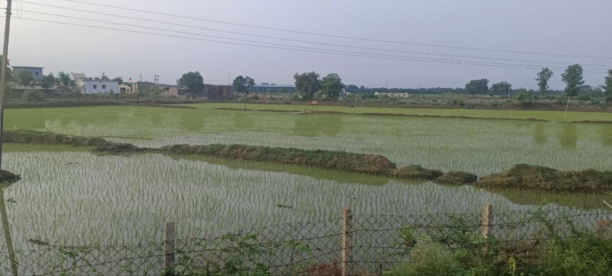 A view of monsoon rains and fields (Image Source: Keertiman Media)