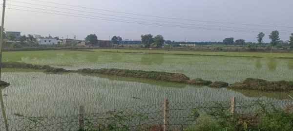 Chhattisgarh Weather: मानसून के नए समीकरण, कहीं राहत की फुहार तो कहीं बढ़ी चिंता, जानिए खेतों का हाल