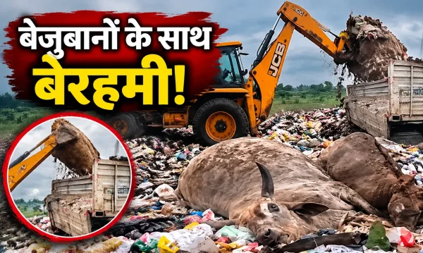 Shahdol news: लापरवाही की हदें पार, मृत पशुओं के निस्तारण पर उठे गंभीर सवाल
