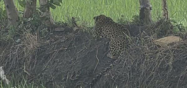 Chhattisgarh News: कवर्धा वन विभाग की बड़ी कार्रवाई, ग्रामीणों की सुरक्षा के बीच तेंदुआ पकड़ा गया
