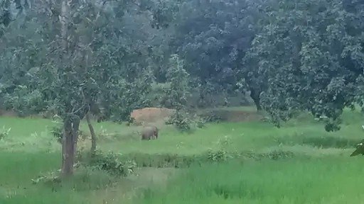 A baby elephant lost in the forest(Image Source: Keertiman Media)