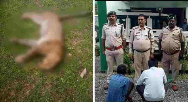 Leopard Poaching Case: तार के फंदे में फंसकर तेंदुए की मौत, वन विभाग ने 24 घंटे में दो आरोपियों को किया गिरफ्तार