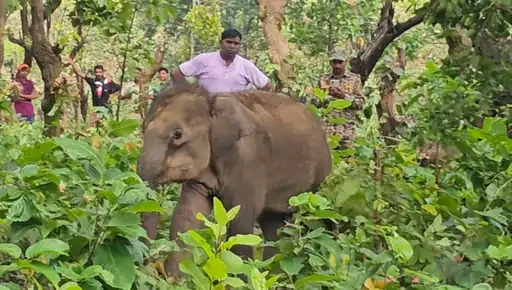 Wildlife Rescue: झुंड ने ठुकराया, पैर में चोट और कमजोरी से जूझ रहे हाथी के बच्चे को मिला नया आशियाना