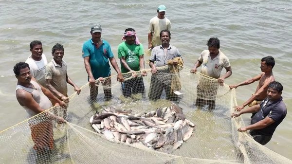 PM Matsya Sampada Yojana: तालाब से तरक्की तक का सफर, महासमुंद के किसानों ने मछली पालन से बदली अपनी किस्मत