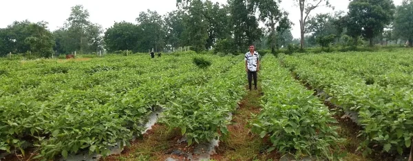 Mahasamund News: ग्राफ्टेड बैंगन की खेती से गौरव की बढ़ी आमदनी, बने प्रेरणा