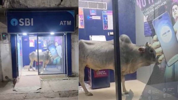 Raipur News: SBI ATM में घुसा सांड, वीडियो वायरल होने से सुरक्षा व्यवस्था पर उठे सवाल
