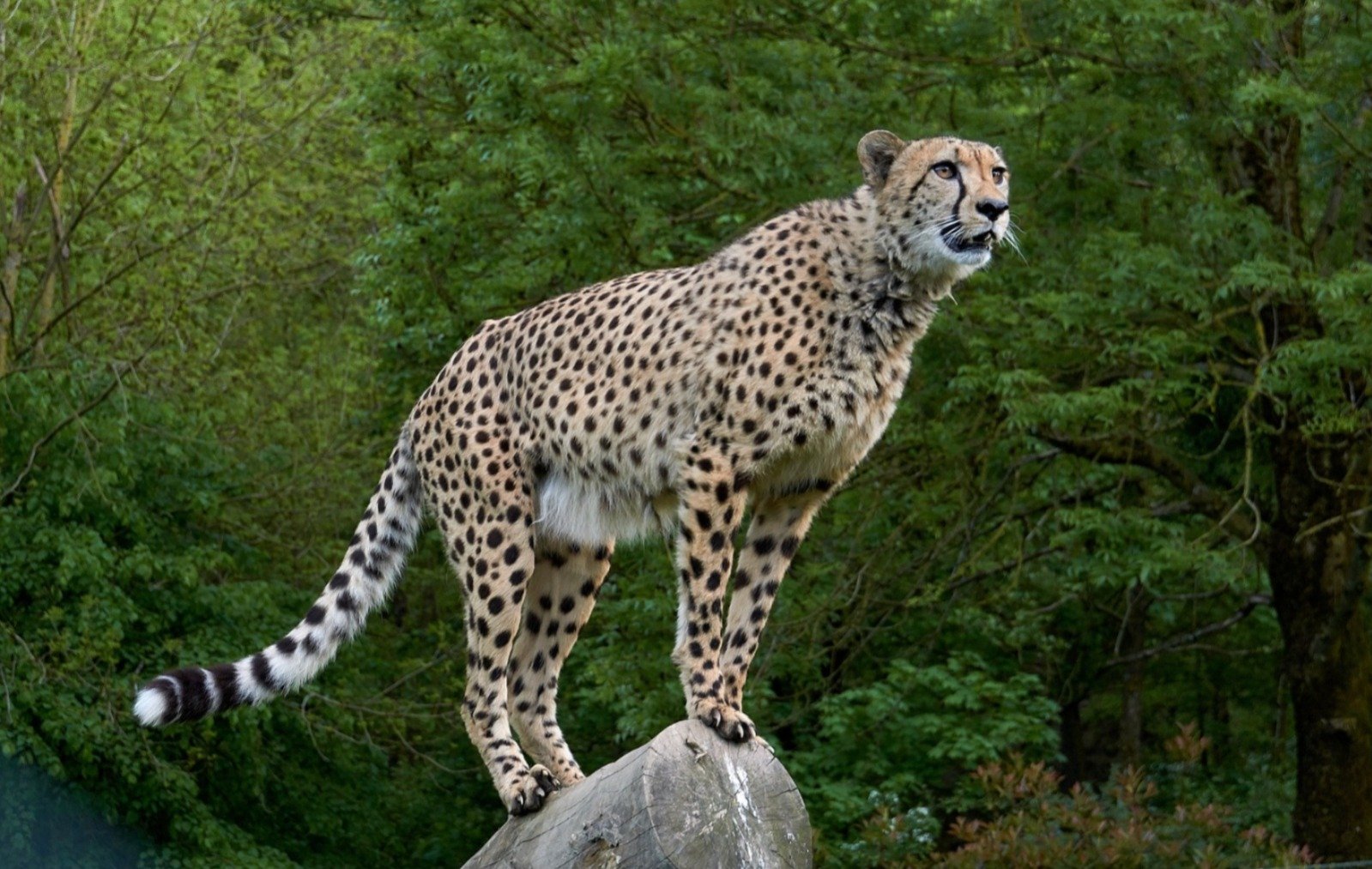 A cheetah roaming in the wild under Project Cheetah (Image Source: social media)