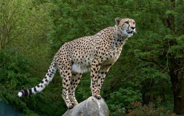 Project Cheetah: भारत में चीतों की संख्या बढ़कर 52 हुई, चार साल बाद मिली सफलता