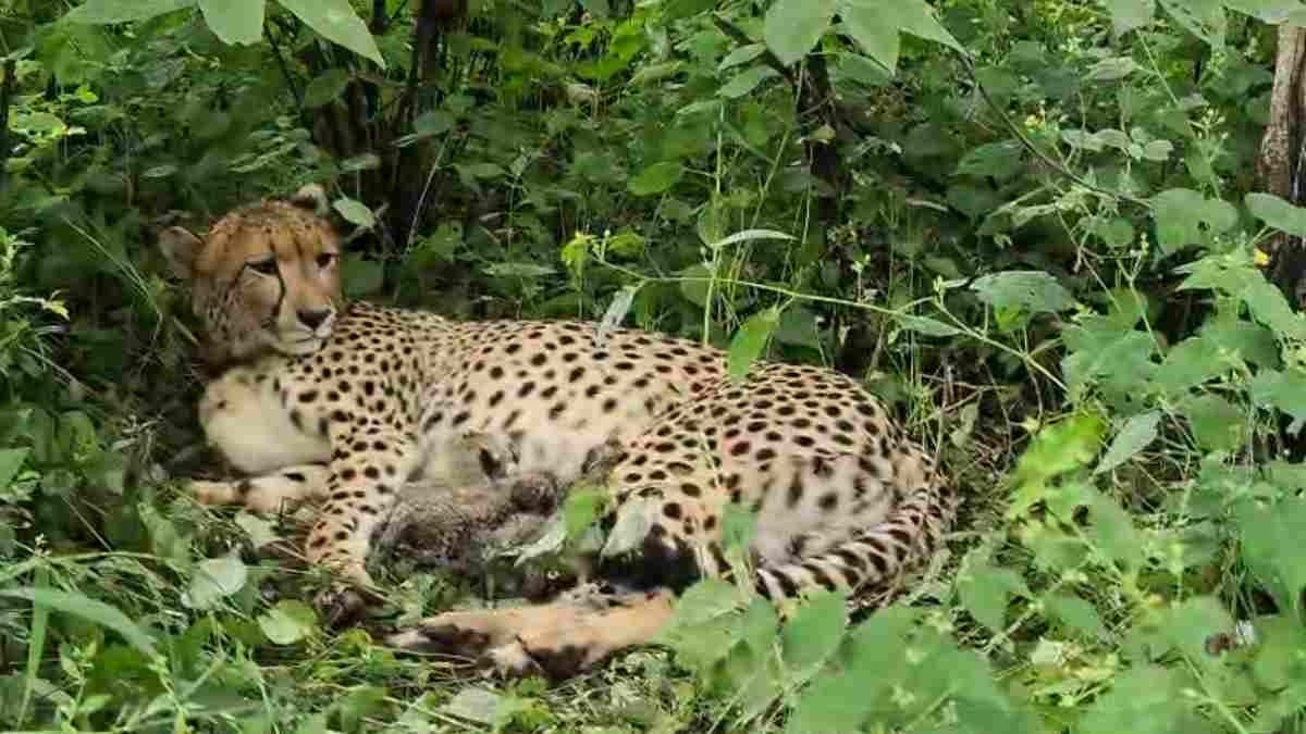 Cheetah cubs at Kuno National Park( Image Source: Keertiman Media)