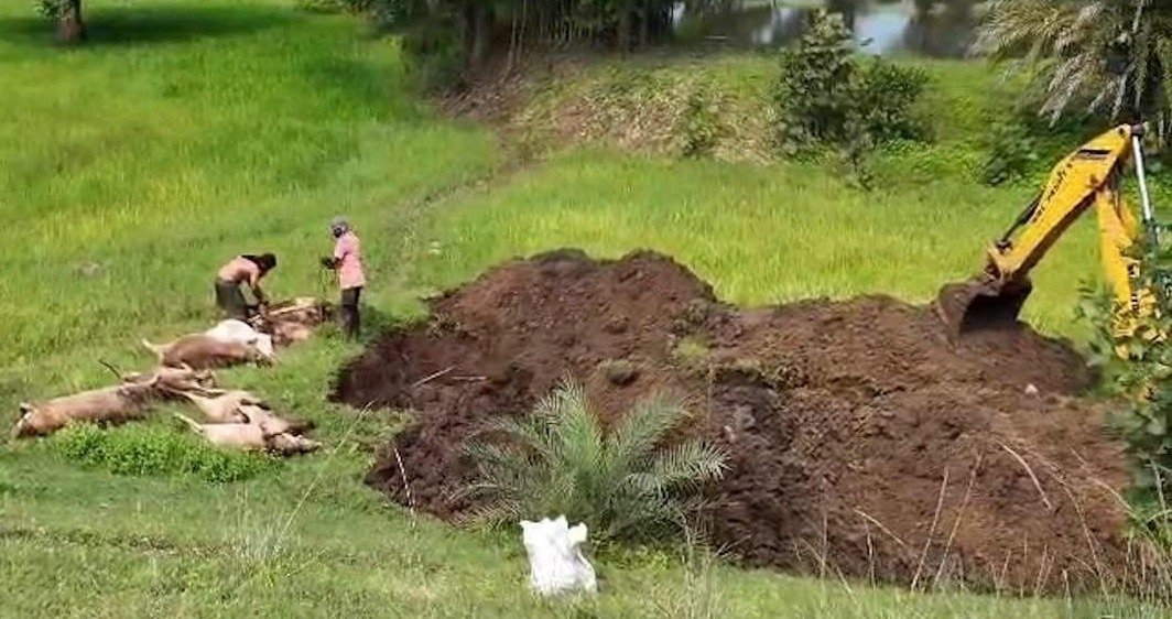 Bhanupratappur cattle accident (Image Source: Keertiman Media)