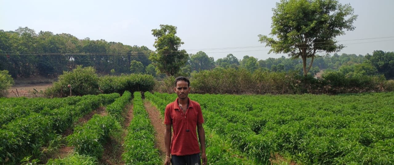 Jashpur farmer chilli farming(Image Source: CGDPR)
