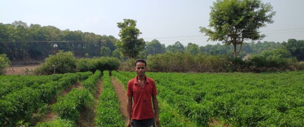 Agriculture News: जशपुर के किसान महेंद्र ने बदली खेती की तस्वीर, मिर्च उत्पादन से कमाई 1 लाख रुपए