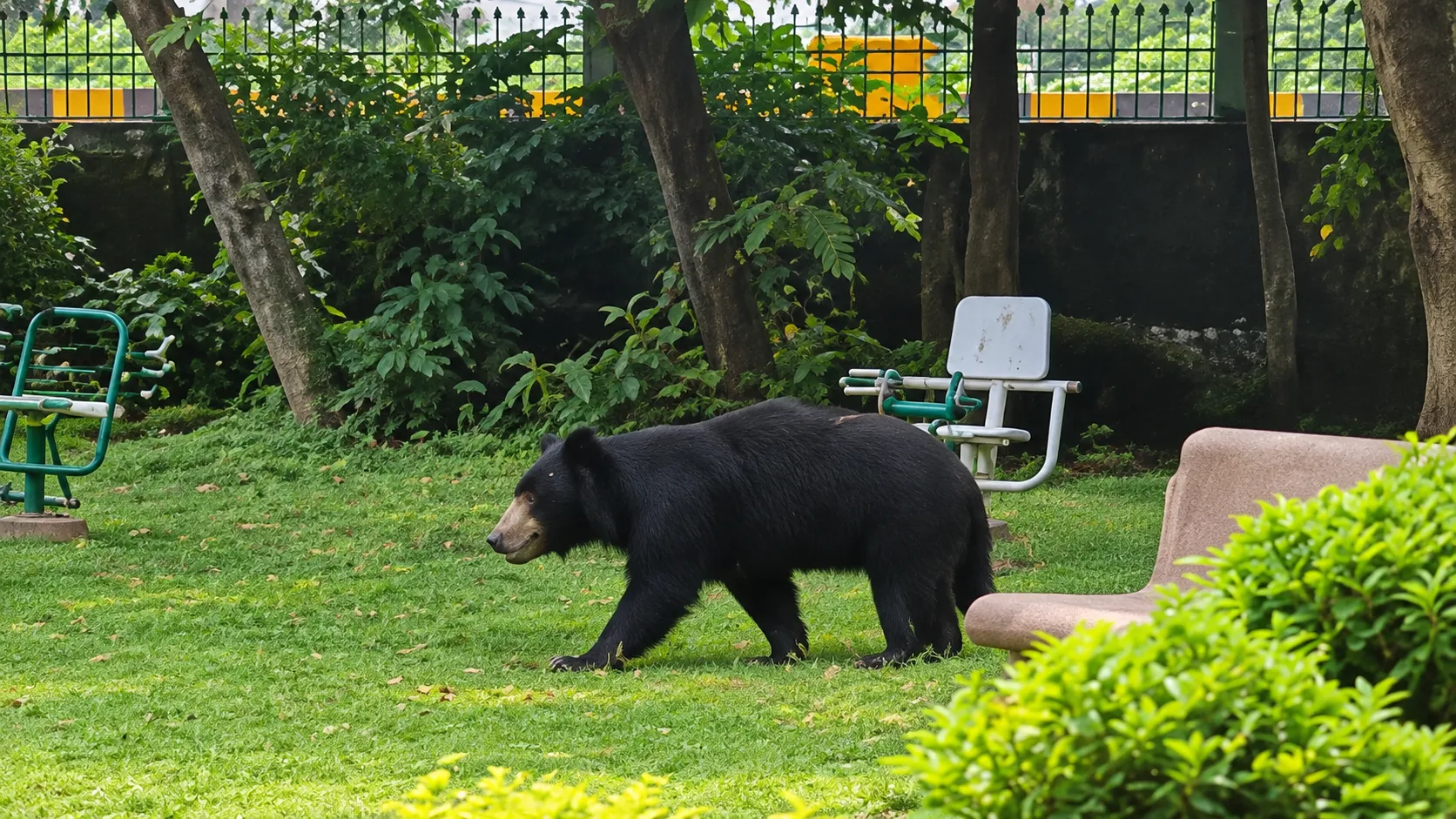 Bear Entered Municipality: नगर पालिका परिसर में घुसा भालू, कर्मचारियों और लोगों में मचा हड़कंप