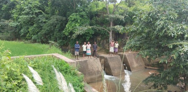Chhattisgarh Farmers: कोरिया के जोबापारा में स्टॉपडेम ने बदली किसानों की किस्मत, 30 एकड़ खेतों में लहलहा रही धान की फसल