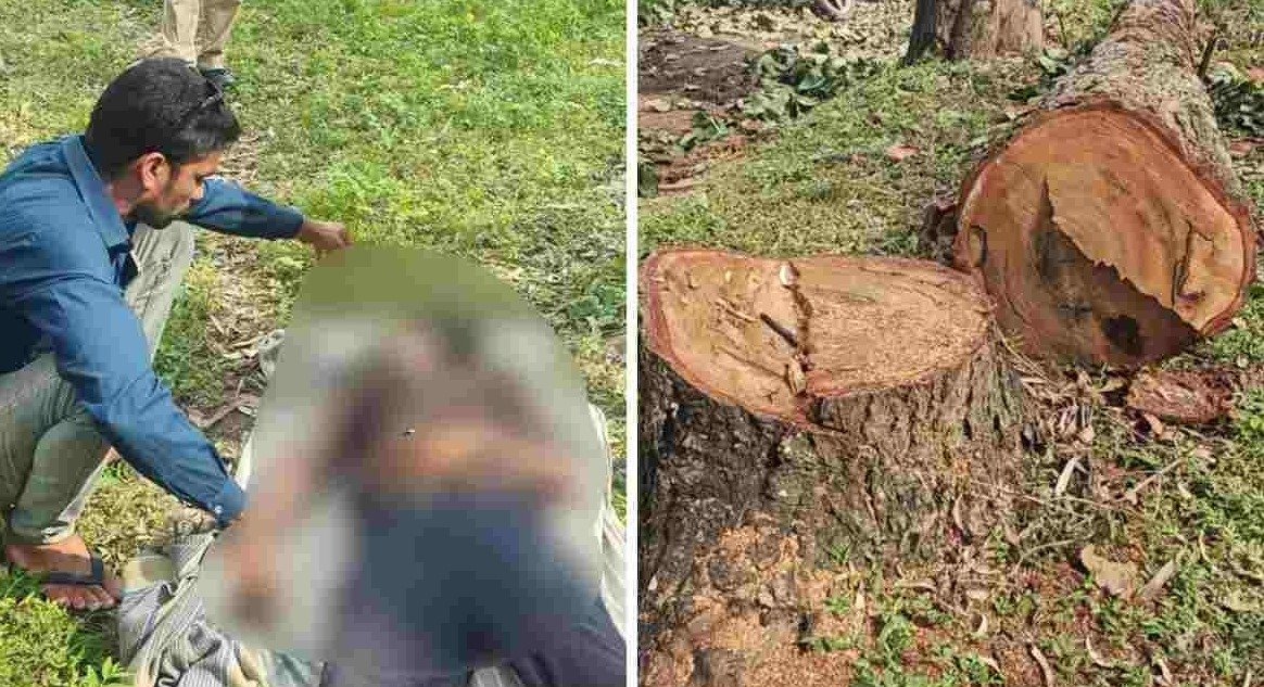 Shahdol forest accident news(Image Source: social media)