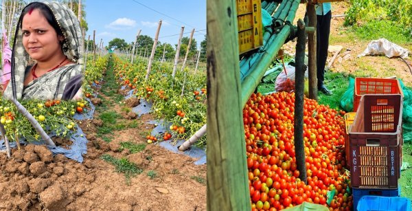Chhattisgarh Agriculture: गाय पालन और सब्जी बाड़ी से बदली निधि तिवारी की जिंदगी, अब सालाना कमाई ढाई लाख रुपए