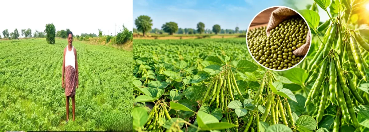 Moong Farming in Mahasamund ( Image Source - PRO )