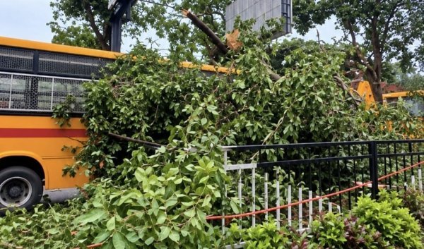 Ranchi News: तेज आंधी में स्कूल बस पर गिरा भारी पेड़, ड्राइवर की समझदारी से बची बच्चों की जान