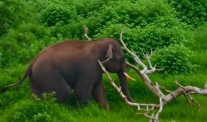 Forest team tracking wild elephant in Chhindwara(Image Source:social media)