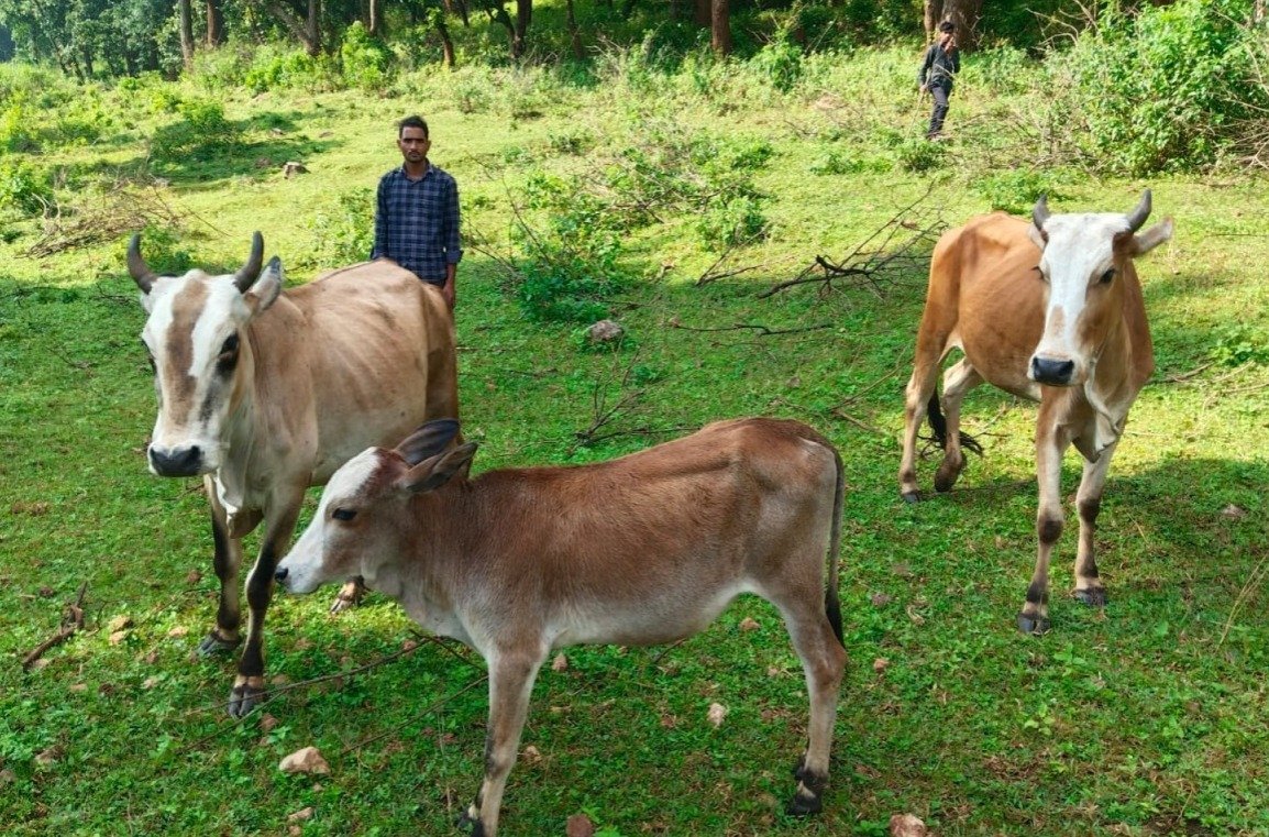 Economic status strengthened through animal husbandry(Image Source: CGDPR)