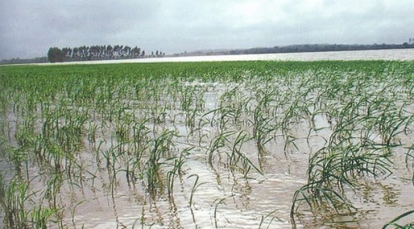 Chhattisgarh Flood News: 10 हजार एकड़ धान डूबी, रेत जमने से सहमे किसान, बीमा के नियमों में फंसा मुआवजा