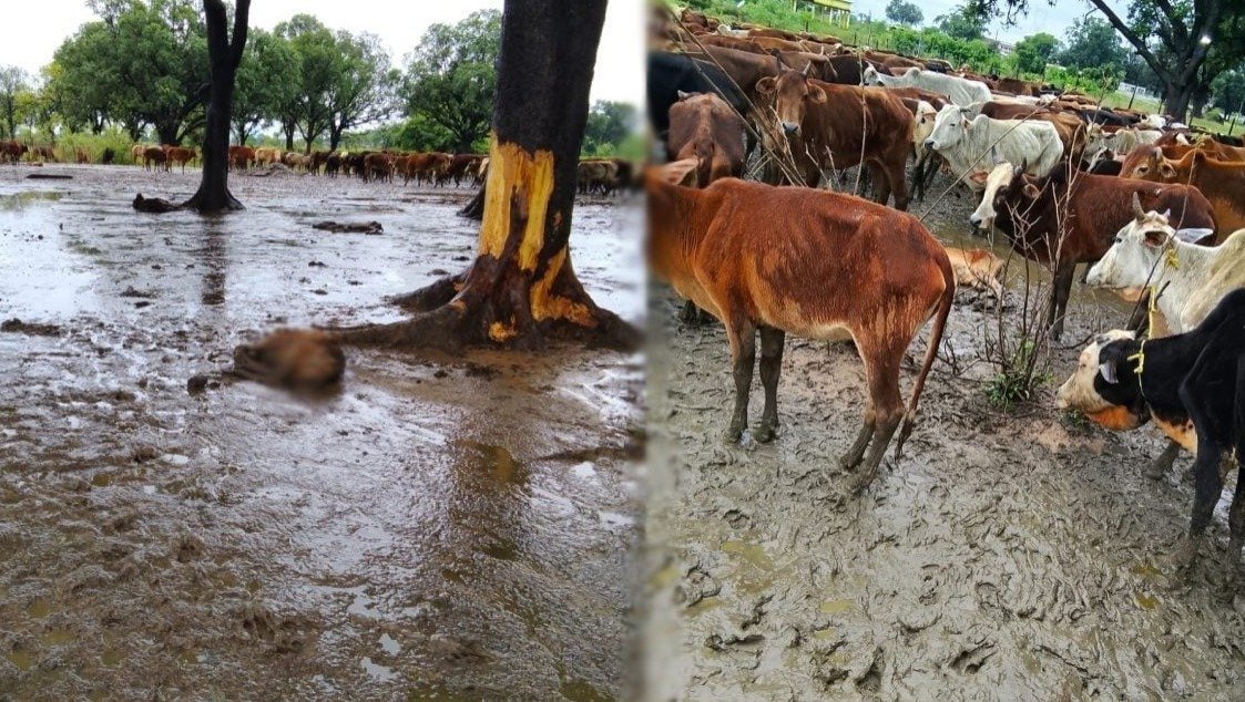 Bilaspur gaushala cattle deaths (Image Source: Keertiman Media)