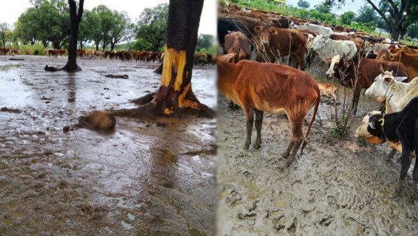 Bilaspur News: झलमला गौठान में 20 से ज्यादा मवेशियों की मौत, ग्रामीणों ने व्यवस्था उठाए सवाल