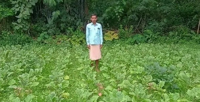 Grafted Brinjal Farming by Makaradhwaj ( Image Source - PRO )