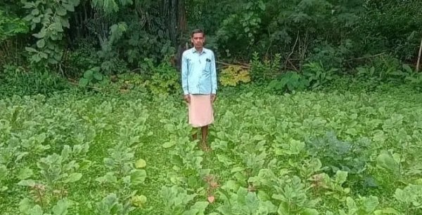 Grafted Brinjal Farming: राष्ट्रीय कृषि विकास योजना के अंतर्गत ग्राफ्टेड बैगन की खेती से मकरध्वज की बढ़ी आमदनी