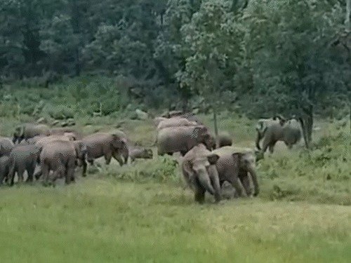 Elephants damaging paddy fields (Image Source: social media)