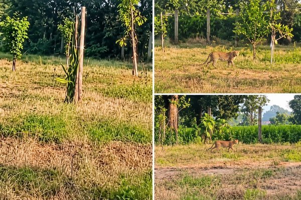 Bagbahara Leopard News: भालू के जाते ही तेंदुए की दस्तक, बगीचे में घुसा वन्यजीव