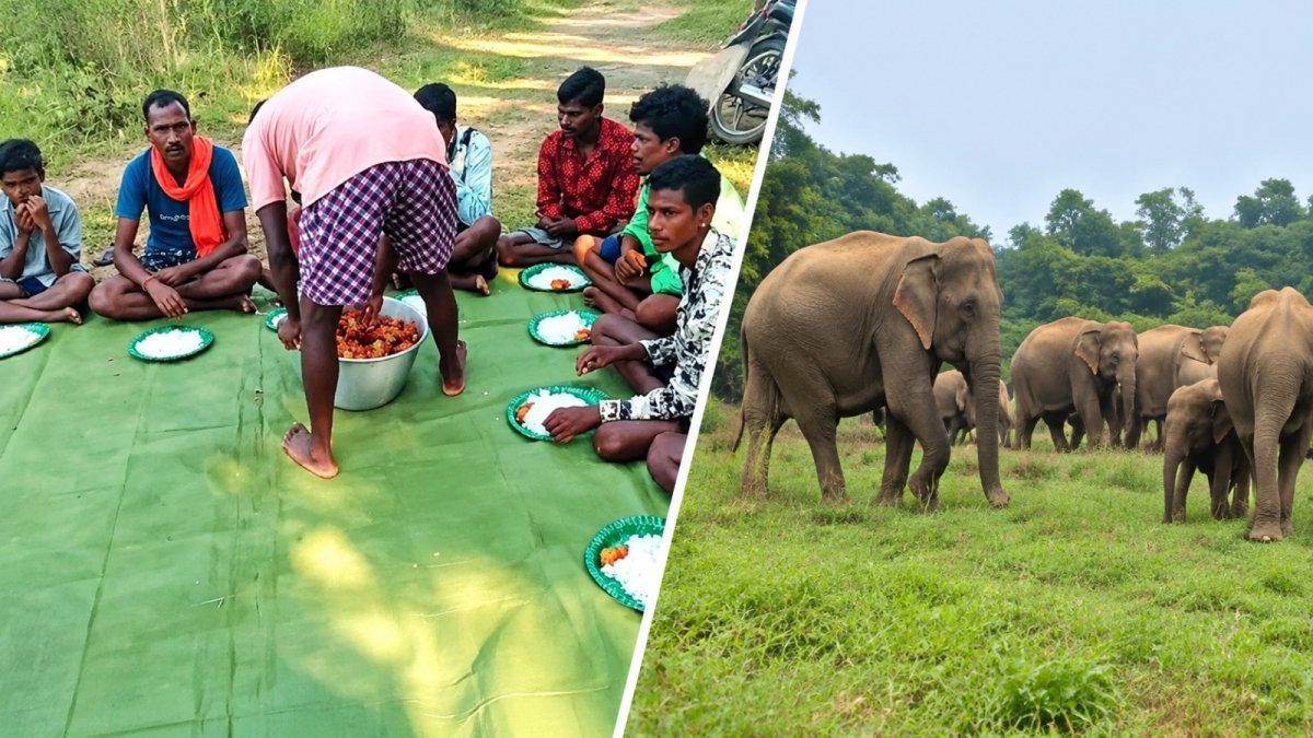 Chhathi ritual for an elephant calf in Raigarh forest(Image Source: Keertiman Media)