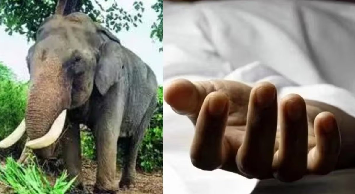 Elderly man killed in elephant attack in Balrampur(Image Source: social media)
