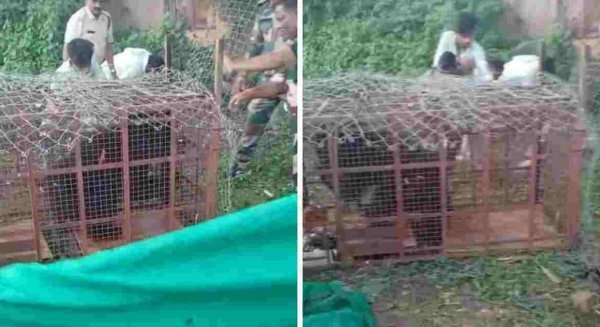 Burhanpur News: पेड़ पर तीन दिन से बैठी गर्भवती भालू का रेस्क्यू, गांव में लौटी राहत