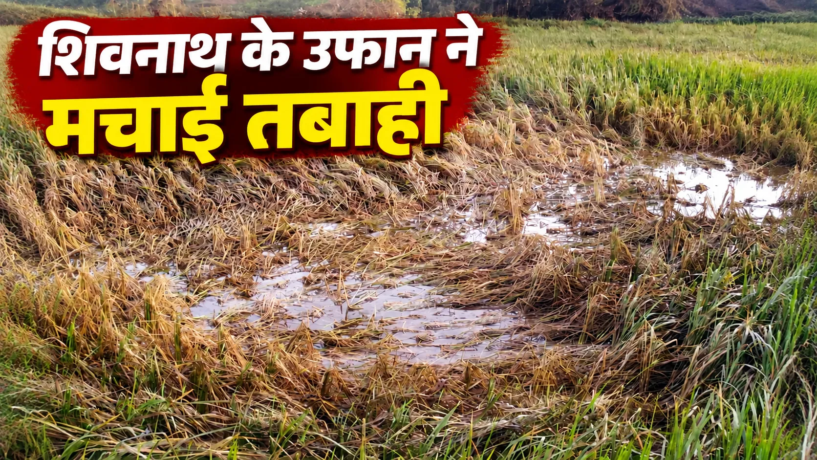 Durg Flood: शिवनाथ के उफान ने मचाई तबाही, खेतों में खड़ी धान की फसल हुई धराशायी