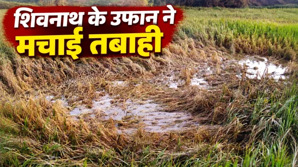 Durg Flood: शिवनाथ के उफान ने मचाई तबाही, खेतों में खड़ी धान की फसल हुई धराशायी